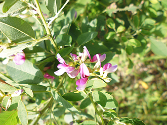 9月の草屋根_e0066586_7181832.jpg