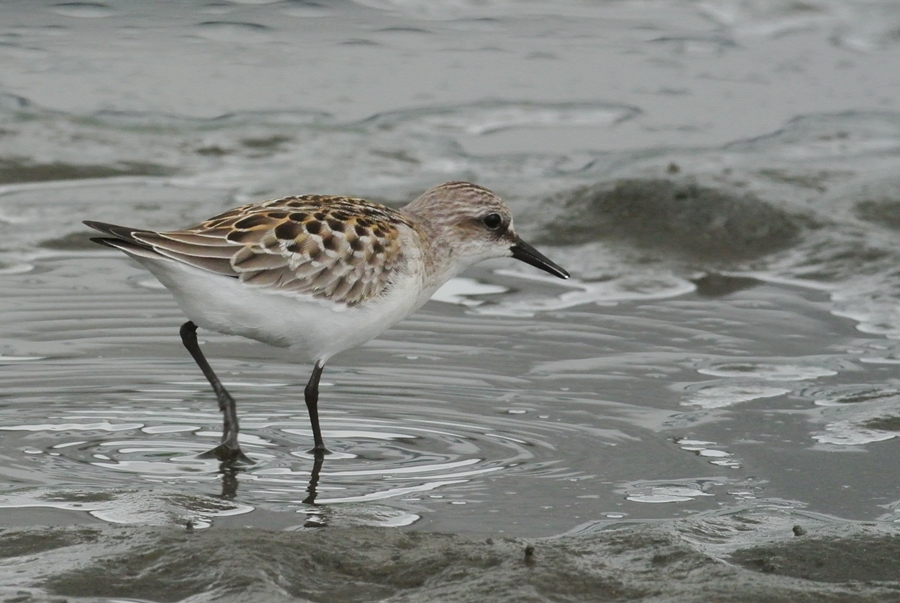 「夏羽の名残り」　トウネン（当年）/Red-necked Stint_a0223993_0152940.jpg