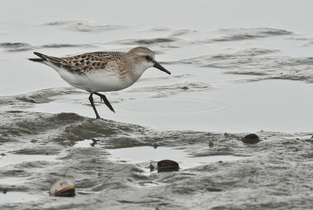 「夏羽の名残り」　トウネン（当年）/Red-necked Stint_a0223993_016133.jpg