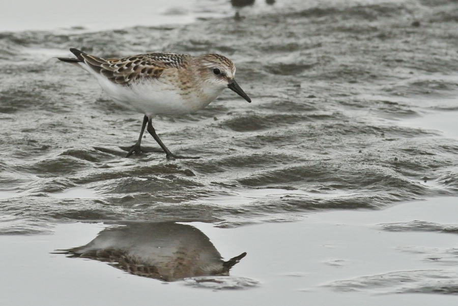 「夏羽の名残り」　トウネン（当年）/Red-necked Stint_a0223993_0163397.jpg