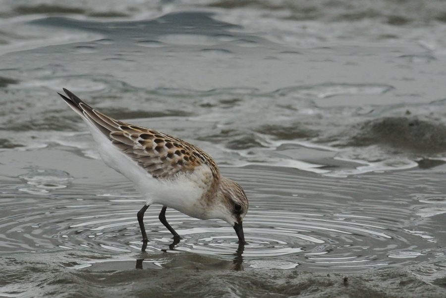 「夏羽の名残り」　トウネン（当年）/Red-necked Stint_a0223993_0244378.jpg