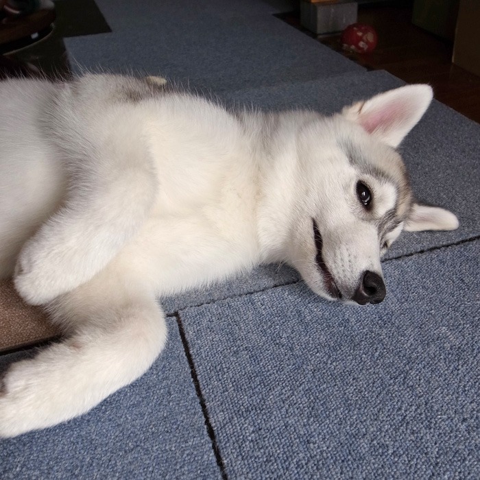 子犬　雨の日つまらーん！_c0049299_14374280.jpg