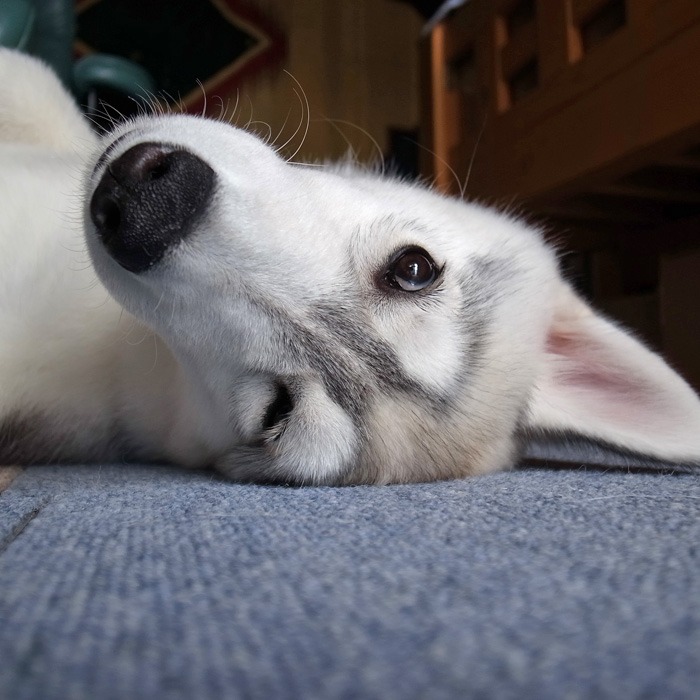 子犬　雨の日つまらーん！_c0049299_1501171.jpg