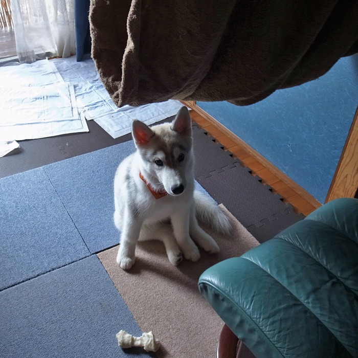 子犬　雨の日つまらーん！_c0049299_1505745.jpg