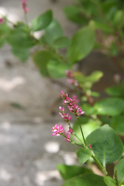 a0123003_20321690.jpg