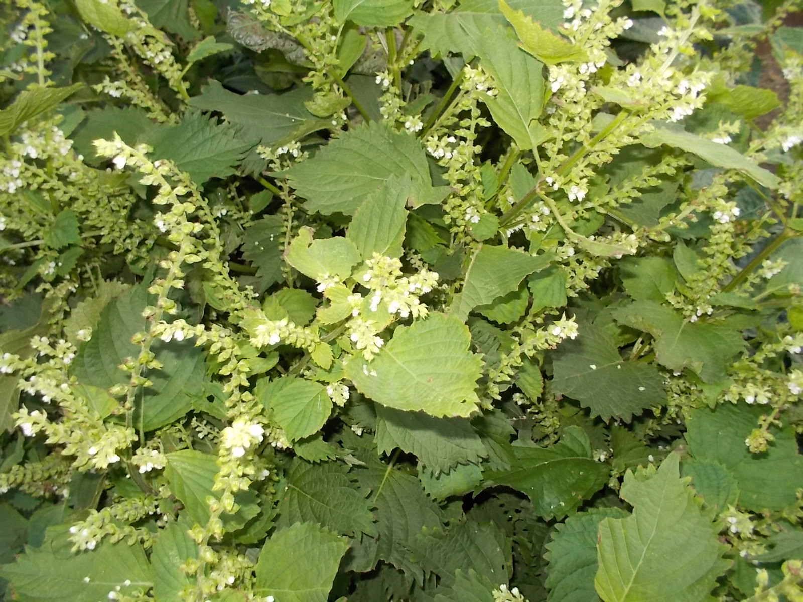 b0277505_21313523.jpg
