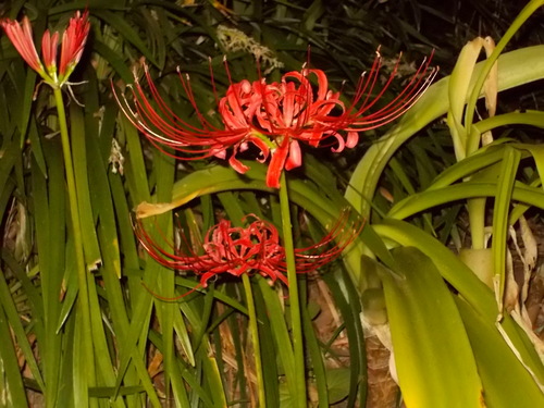 b0277505_21332643.jpg