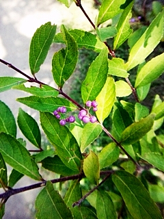e0098908_19371236.jpg