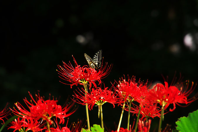 a0263109_1334741.jpg