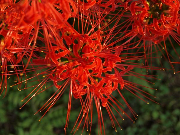 彼岸花の開花時期について_c0164709_7412429.jpg