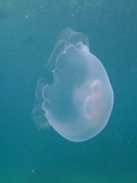 d0175710_747413.jpg
