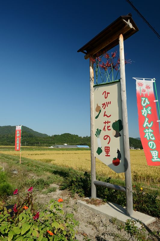 穴太寺周辺の曼珠沙華2013　其の一_f0032011_18274771.jpg