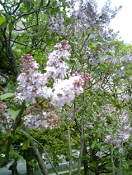 e0126914_1149664.jpg