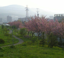 e0126914_1151665.jpg