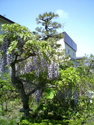 e0126914_1205544.jpg