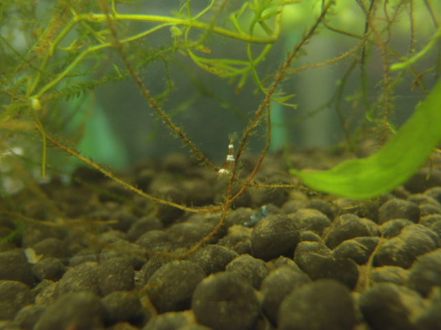 b0284820_2013163.jpg