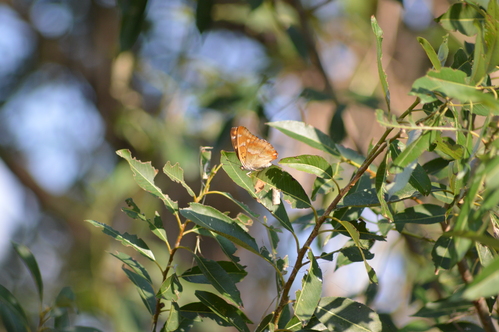 クロコムラサキ 普通種♀への求愛の行方は?_d0254540_17495517.jpg