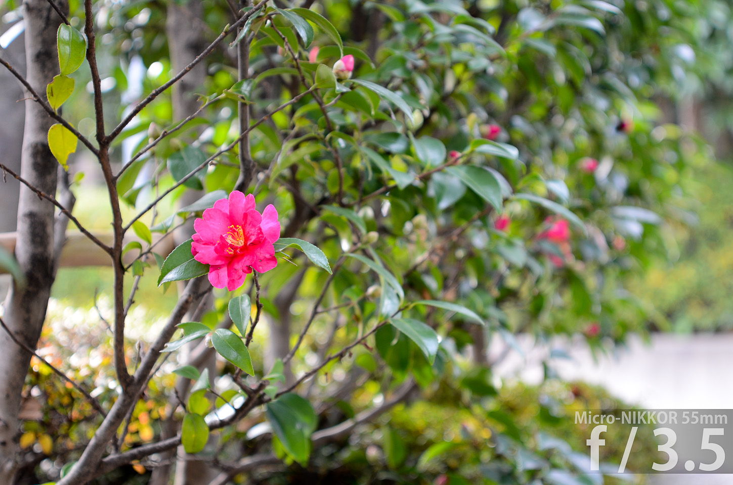 [機材]Micro-Nikkor 55mm f/3.5　画像比較_a0198746_0351390.jpg