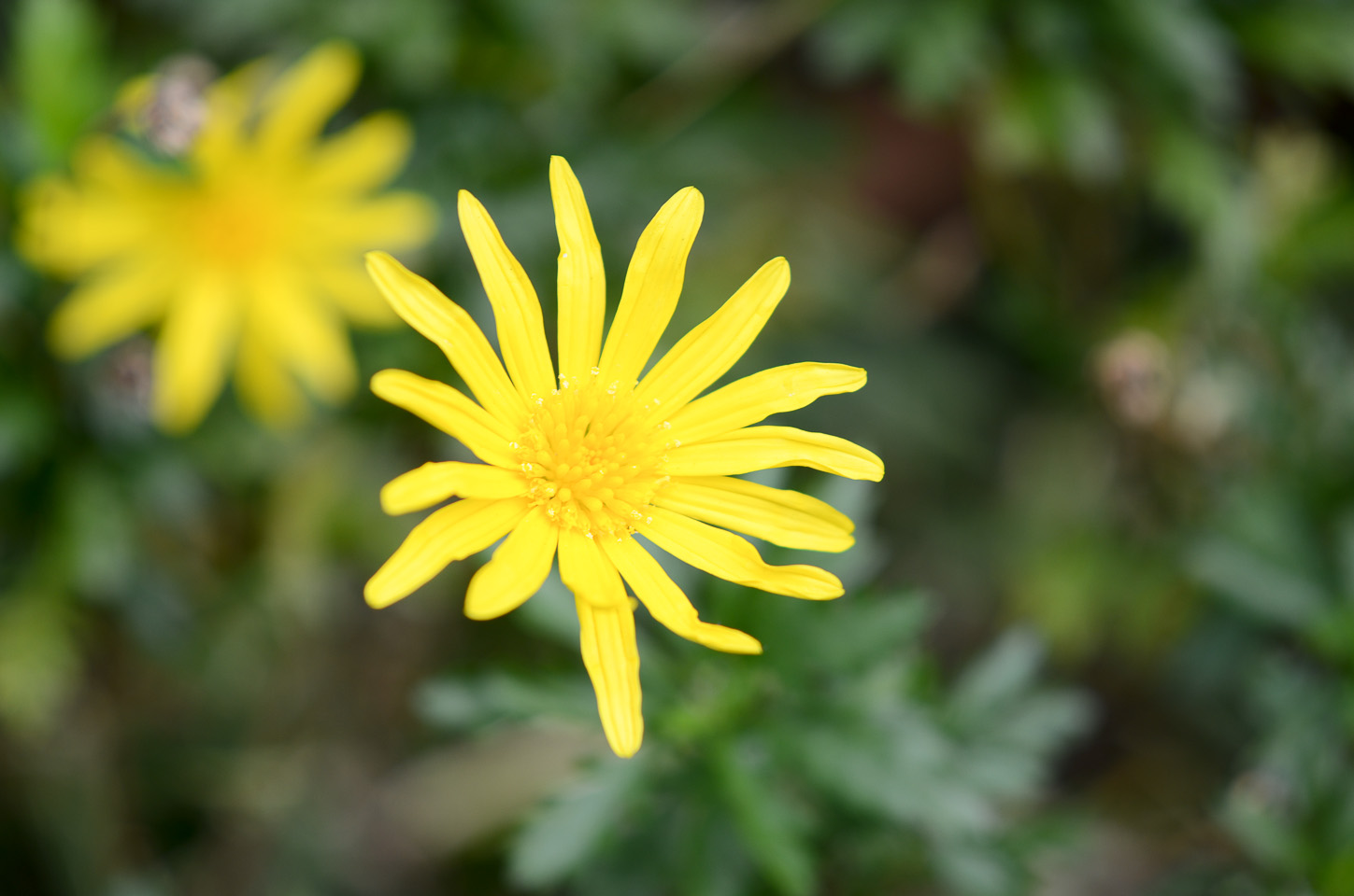 [機材]Micro-Nikkor 55mm f/3.5_a0198746_072775.jpg