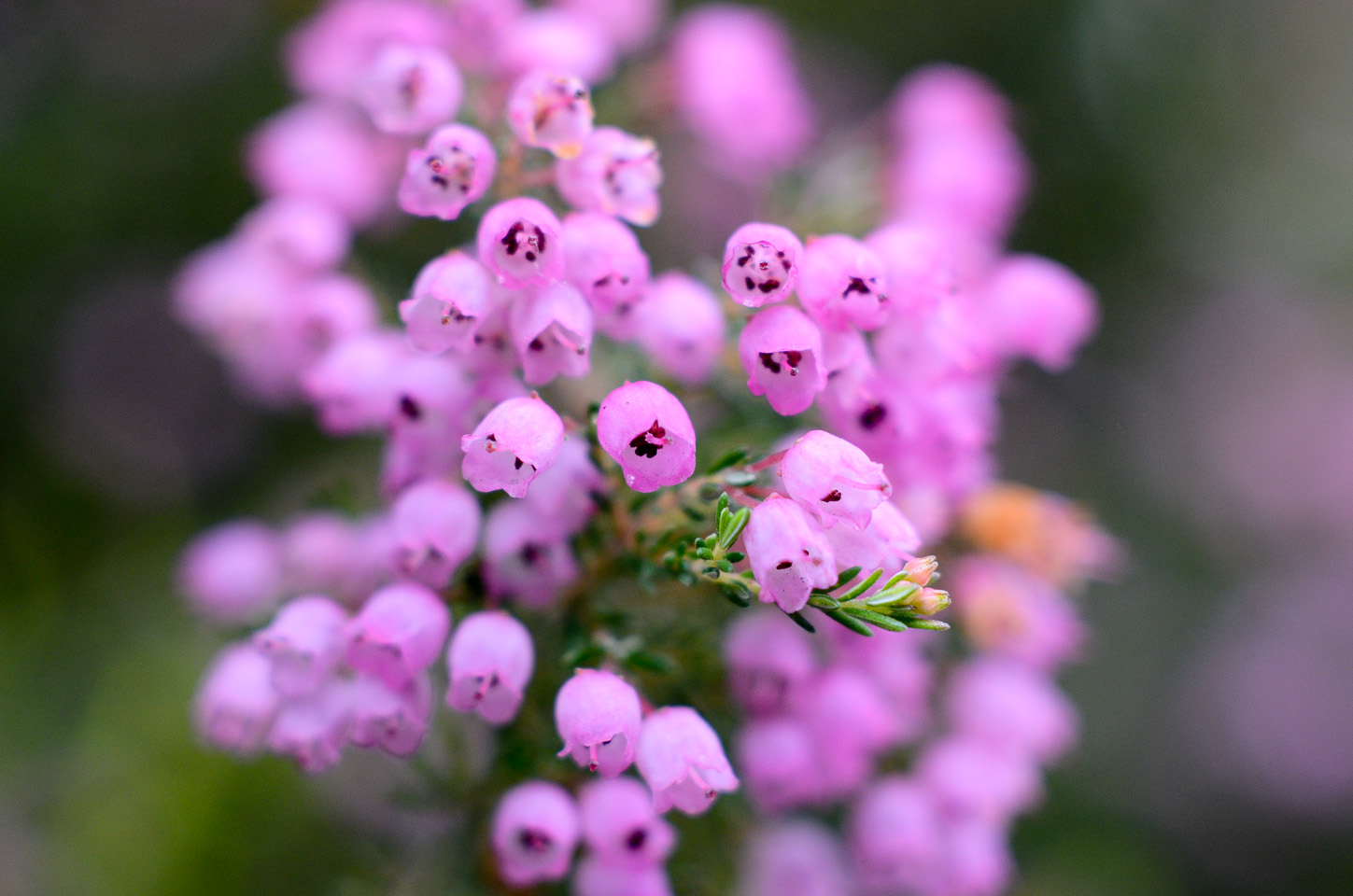 [機材]Micro-Nikkor 55mm f/3.5_a0198746_07475.jpg