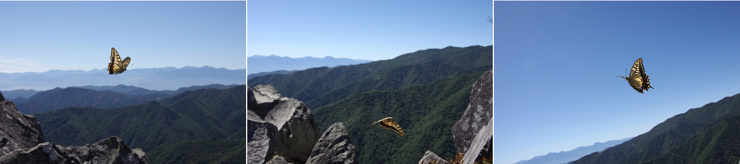 ２０１３．９．１７　山梨県・乾徳山　キアゲハ　　　２０１３．９．２２（記）_a0181059_14165573.jpg