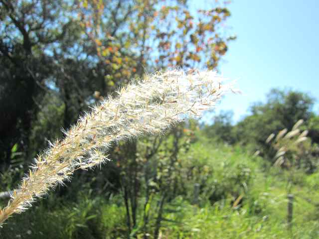 【箱根旅行・初秋の箱根湿生花園】_c0042960_15262070.jpg