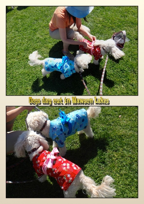 Dogs day out in Mawson Lakes♪_c0133478_2174843.jpg