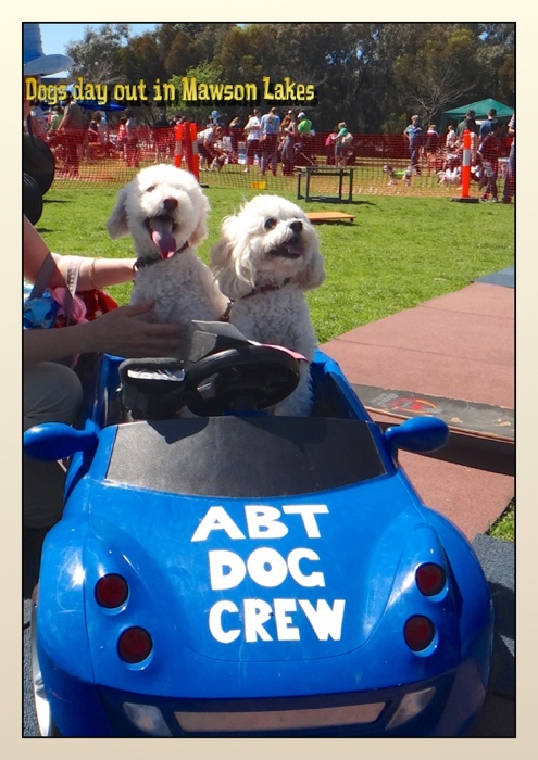 Dogs day out in Mawson Lakes♪_c0133478_217887.jpg