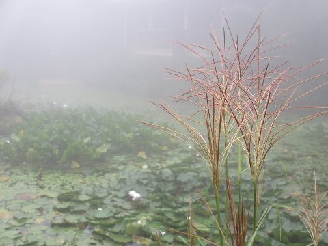 霧にけむる ♫六甲高山植物園_d0098183_19472111.jpg