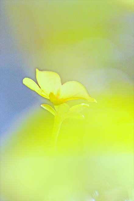e0305388_9543137.jpg