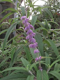 c0117898_2014661.jpg