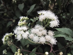 c0117898_2015952.jpg
