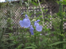 c0117898_2022878.jpg