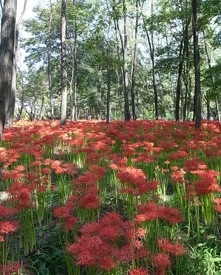 日高市の曼珠沙華_e0043700_0151057.jpg