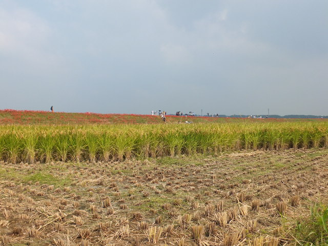 a0271502_17465758.jpg
