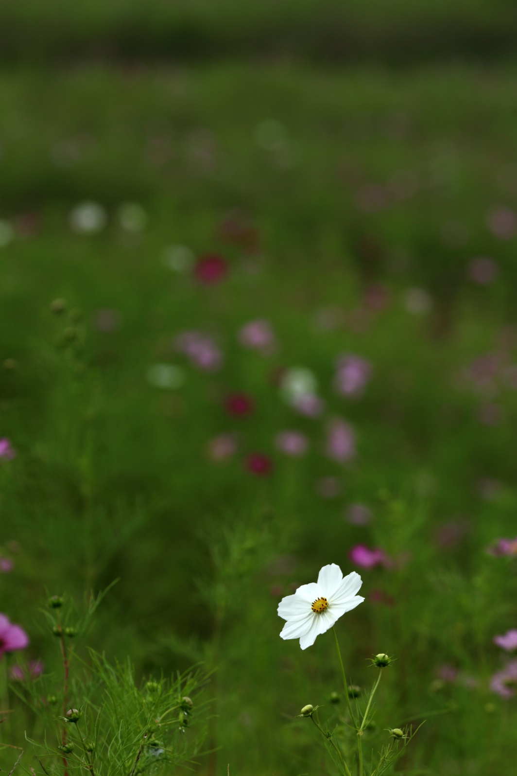 a0155104_39127.jpg