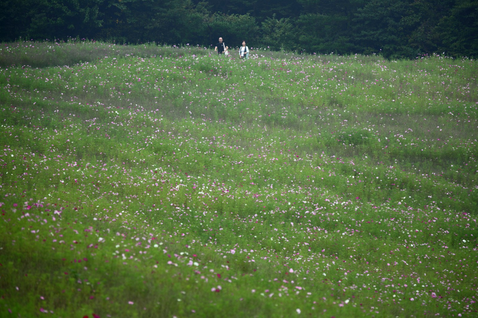 a0155104_39733.jpg