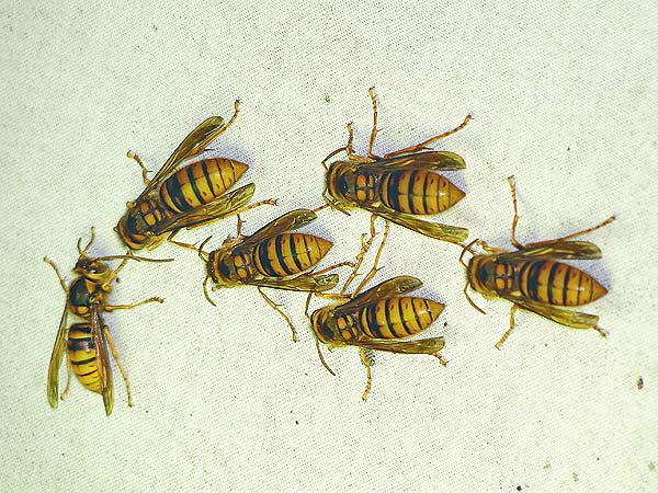 スズメバチ : 一寸の虫にも五分の魂 スズメバチ : 一寸の虫にも五分の魂