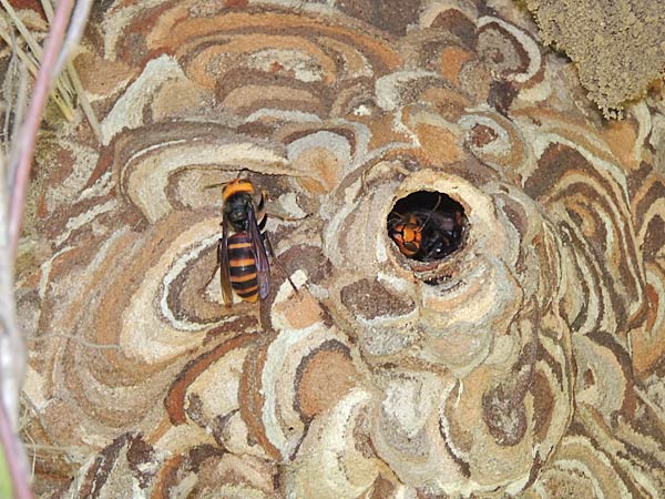 スズメバチ : 一寸の虫にも五分の魂 スズメバチ : 一寸の虫にも五分の魂