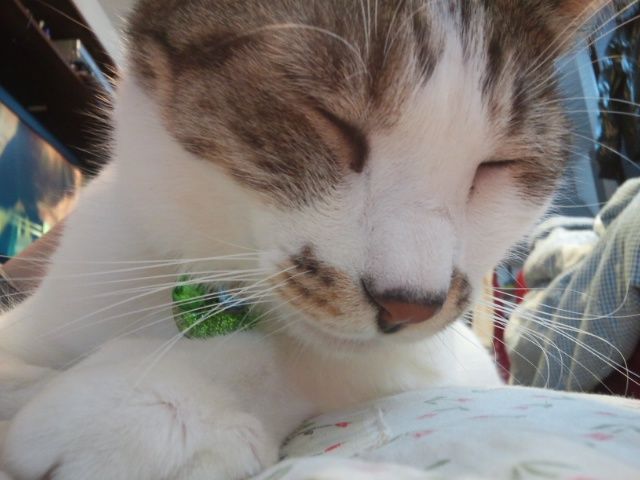 今 私の胸の上のジュンちゃん ゆきももこの猫夢日記 今 私の胸の上のジュンちゃん ゆきももこの猫夢日記