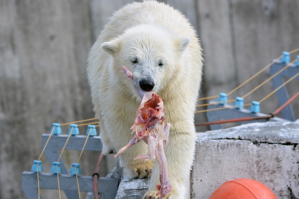 「ホッキョクグマはバランス感覚が優れている」 という説は本当なのか? ~ 過去の事故例から考える_a0151913_22443477.jpg