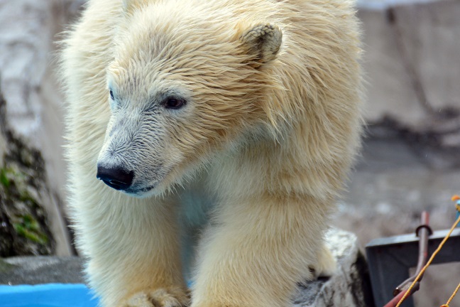 「ホッキョクグマはバランス感覚が優れている」 という説は本当なのか? ~ 過去の事故例から考える_a0151913_2354327.jpg