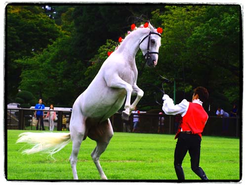 愛馬の日・ロングレーンダンス　（9月23日　馬事公苑にて）_a0023315_226479.jpg