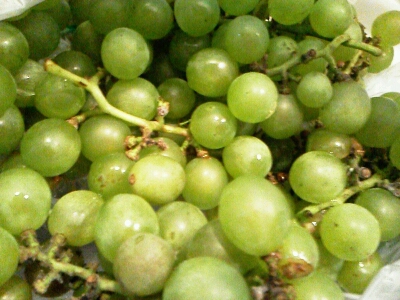 c0280016_1252557.jpg