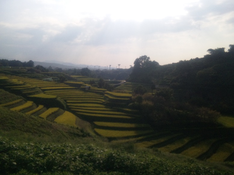 千早赤阪村　棚田　秋の様子　（^-^）_f0228619_19441322.jpg