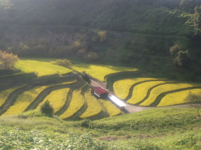 千早赤阪村　棚田　秋の様子　（^-^）_f0228619_19445428.jpg