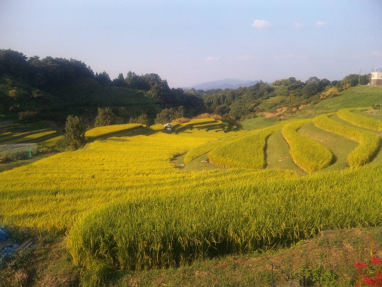 千早赤阪村　棚田　秋の様子　（^-^）_f0228619_19454999.jpg