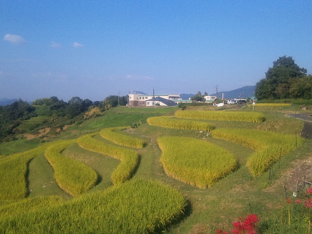 千早赤阪村　棚田　秋の様子　（^-^）_f0228619_1946112.jpg