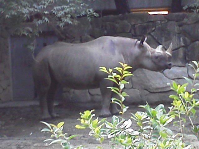 ●ひさびさの上野動物園_a0268821_1252153.jpg