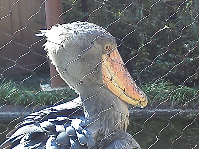 ●ひさびさの上野動物園_a0268821_12533352.jpg